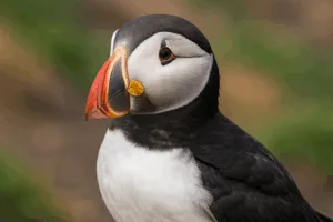 Start-up team sets up a store system on modern laptops and tablets